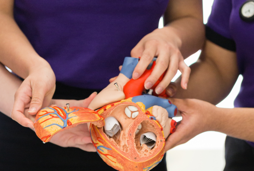 Three nursing students holding a model heart.