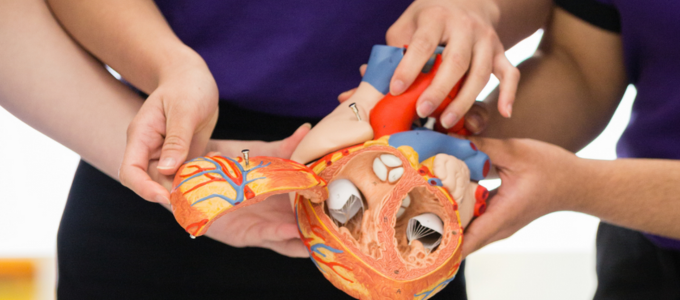 Three nursing students holding a model heart.