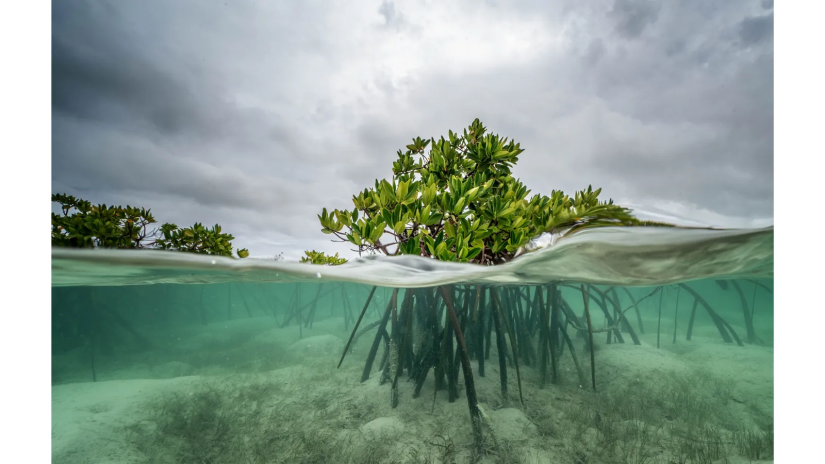 Climate change ocean