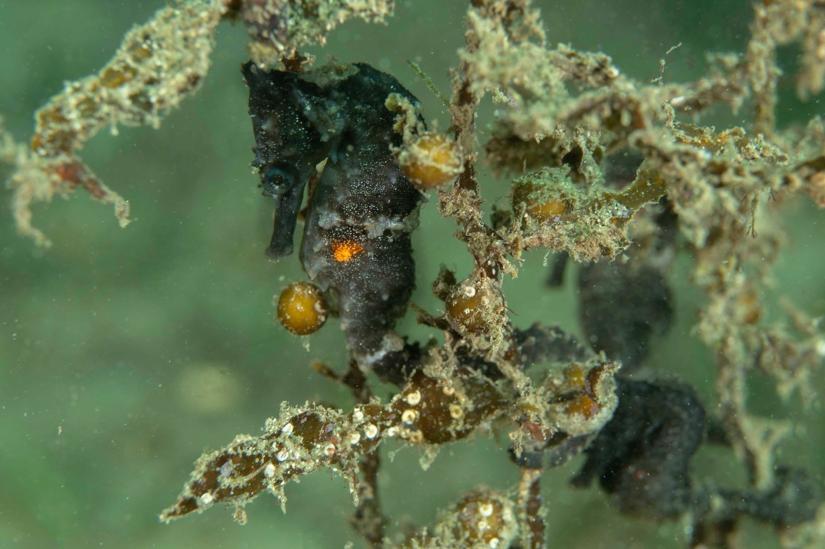 A White's Seahorse with the elastomer tag visible