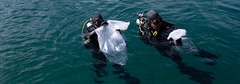 Two divers in the ocean hold plastic bags containing seahorses ready for release