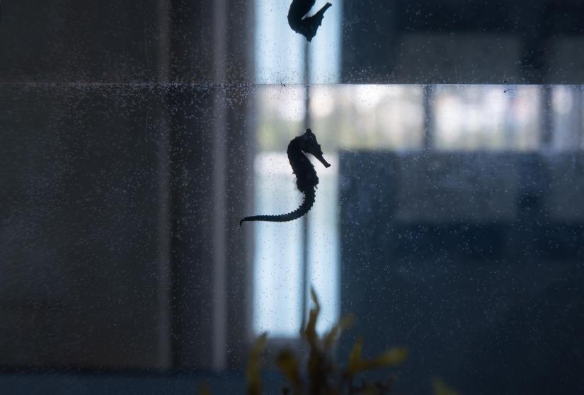 A White's Seahorse in a display tank prior to release