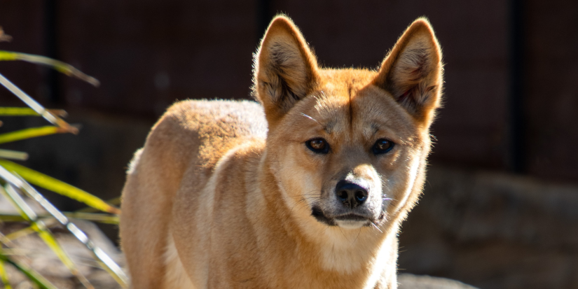 Dingo looks at camera