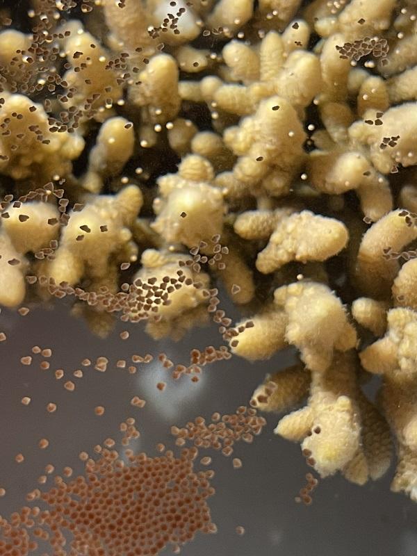 close up photo of coral larvae through a magnifying lens
