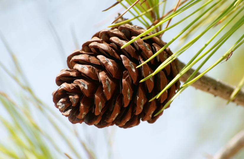 Stock image of a pine cone