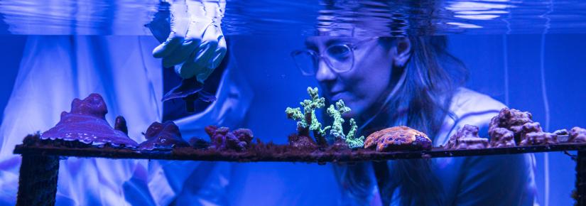 Dr Emma Camp crouches next to an aquarium to look at a rack of corals.