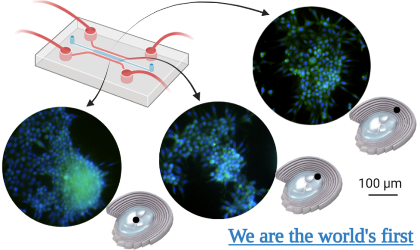 Figure A: Disc-on-a-chip technology, hosts IVD cells in physiologically relevant microenvironments similar to the native IVD.