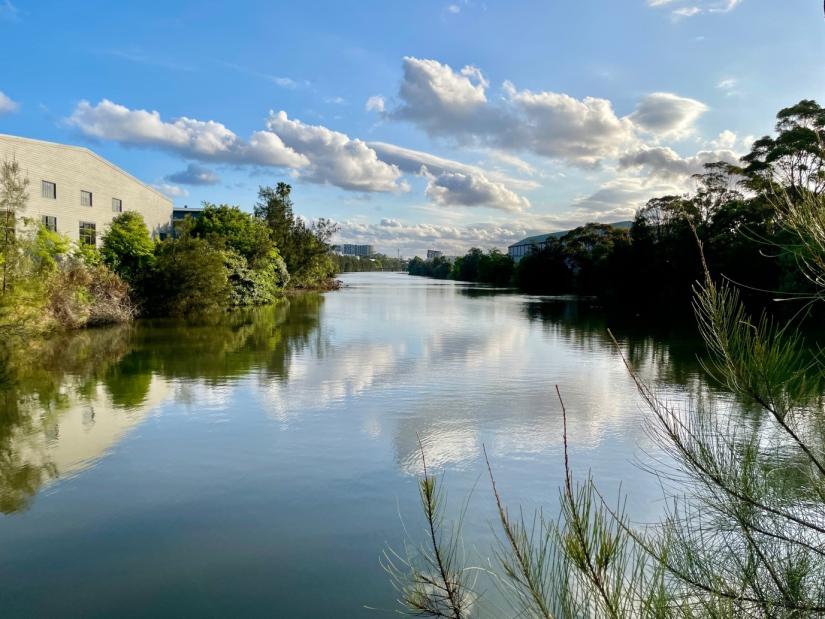 Surfacing urban wetlands in two urban renewal sites in Sydney