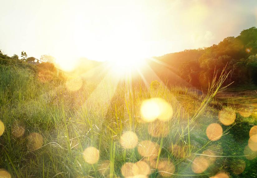 Dawn breaking through a meadow