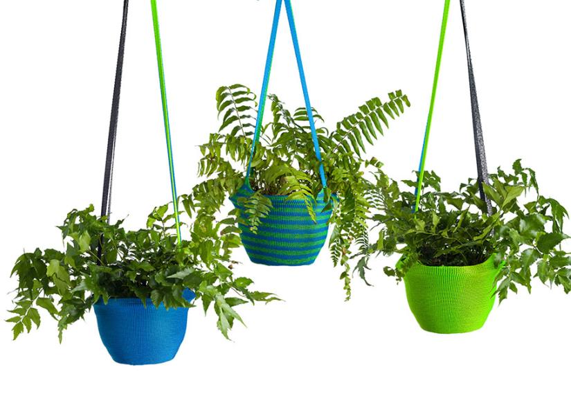 Plants