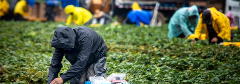 migrant workers picking strawberries