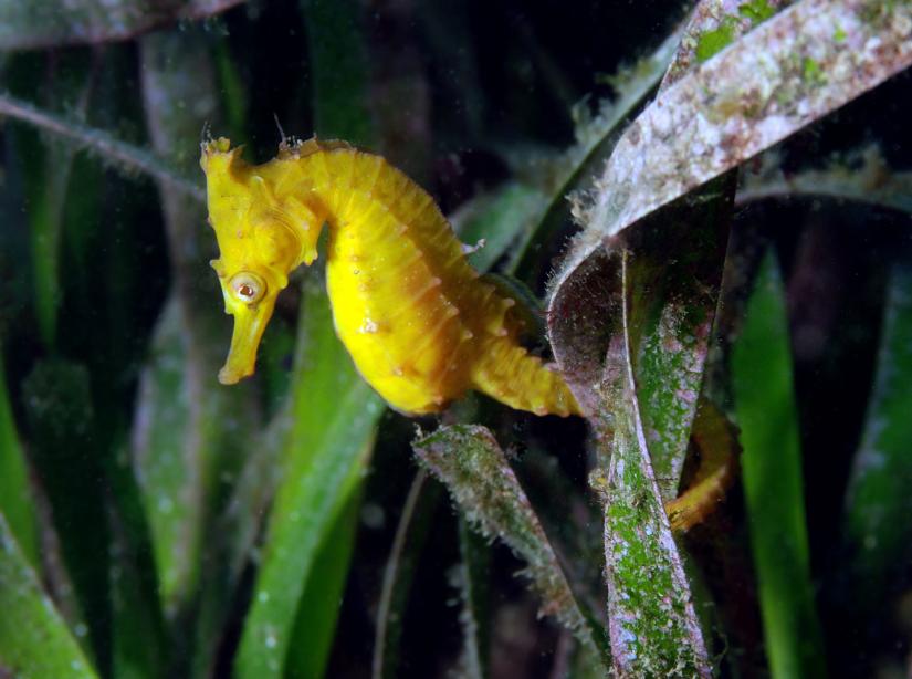 Seahorse