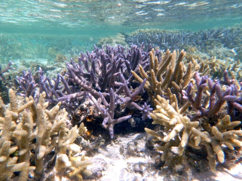 Reef lagoon where large areas of fast growing Acropora thickets thrived. 2019 (Before 2024 mass bleaching mortalities).