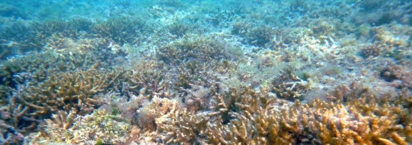 Coral Reef after bleaching. Rob Brennan.