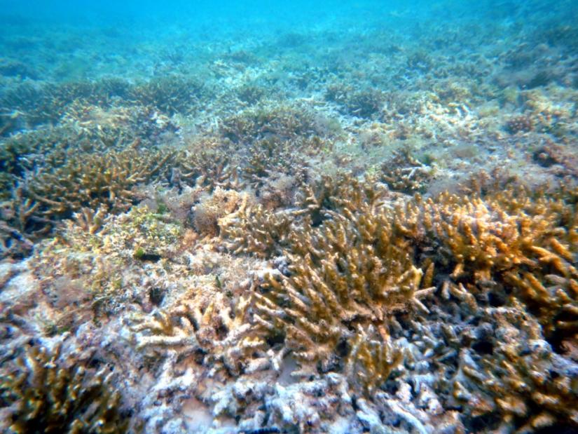 Reef lagoon where large areas of fast growing Acropora thickets thrived. After bleaching.