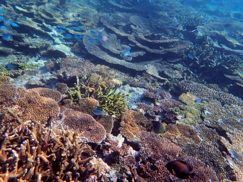 Reef upper slope with many branching and tabular Acropora corals. Before the 2024 mass bleaching mortalities. Photo: Anya Salih.