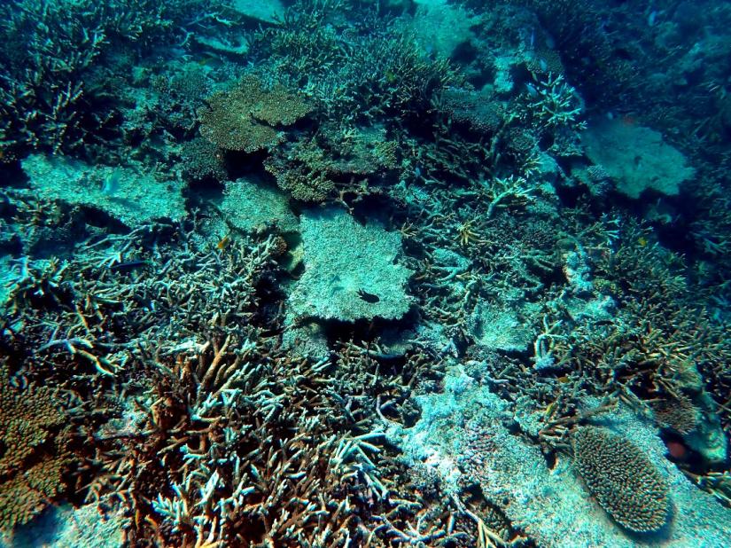 Reef upper slope with many branching and tabular Acropora corals. After the 2024 mass bleaching mortalities. Photo: Anya Salih.