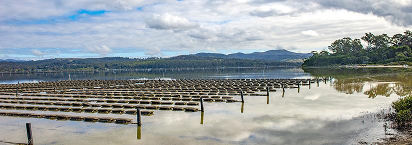 Oyster farm