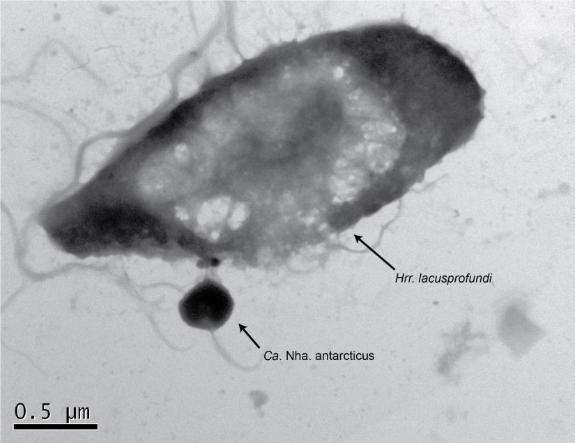 Archaea parasite and host