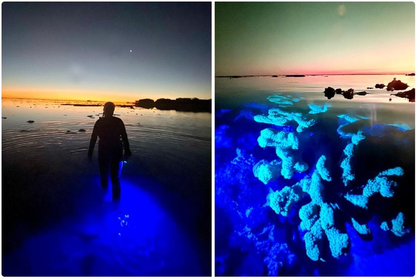 Anya Salih with blue torch on the reef at dusk searching for fluorescent corals.