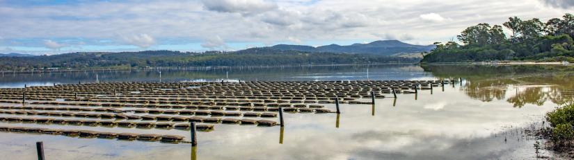 Oyster farm