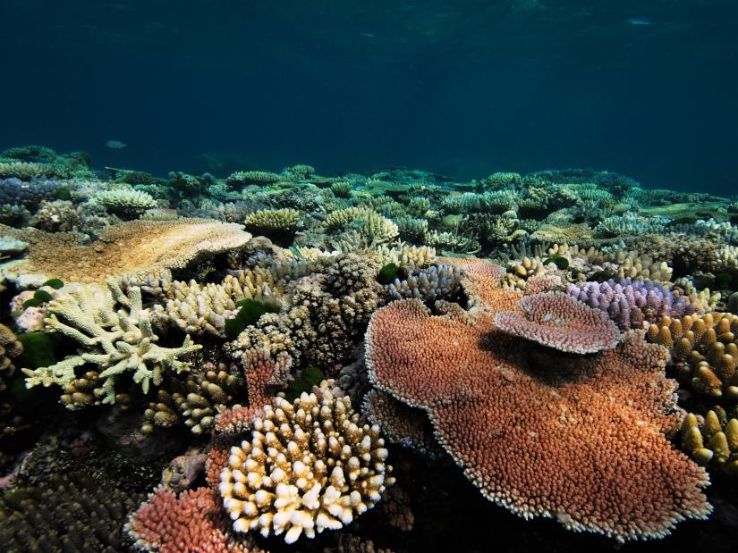 A healthy coral reef site on the Northern Great Barrier Reef (credit- E.Camp)