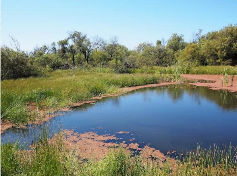 When the Gywdir river overtops its banks, floodwaters refill the Gywdir wetlands near Moree. Bradley Moggridge, Author provided