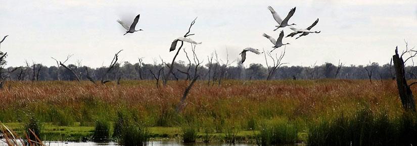 A wetlands area in NSW with water birds in flight overhead. Bradley Moggridge, Author provided