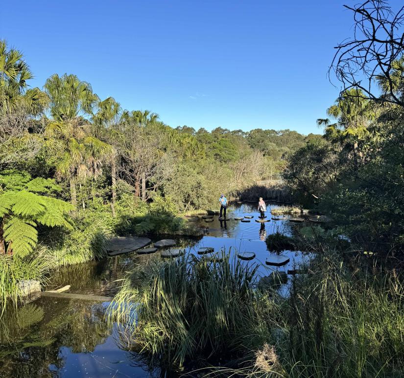 Sydney Park wetlands