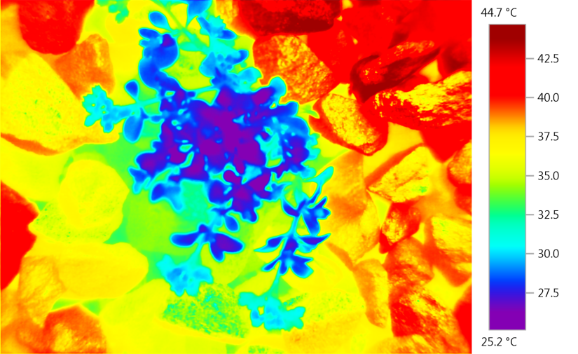 Infrared image of a desert plant among rocks.