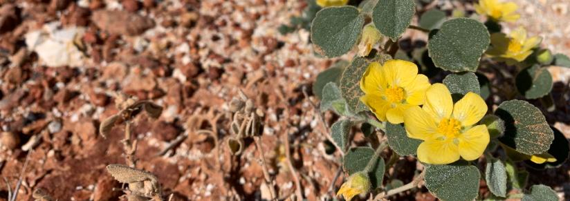 yellow desert flower.