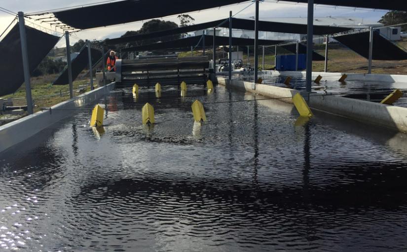 Large pond with yellow markers above the water