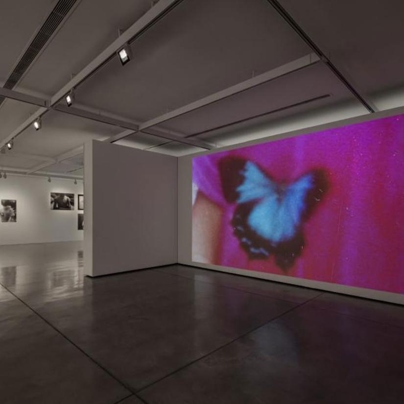 butterfly art