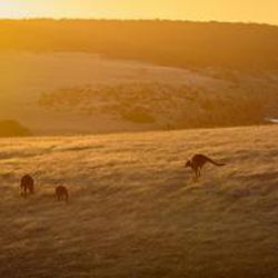 Kangaroo Island