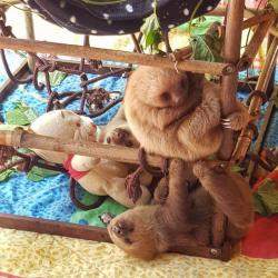 Baby sloths hanging out at the Puerto Viejo rescue centre