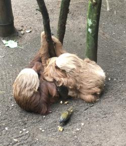 FASS ICS Mexico study tour  sloths hugging a bamboo tree