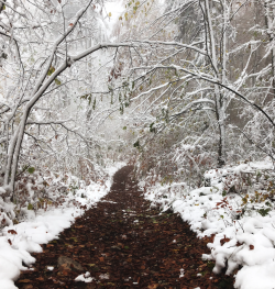 A walking track covered in snow