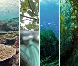 Six key holobionts form the foundation of coastal ecosystems: corals, macroalgae, seagrasses, mangroves