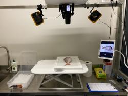 Fish being photographed before being given a freshness score
