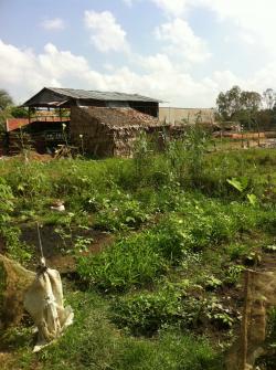 Field of crops in Can Tho 