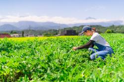 Woman tending to a field of crops