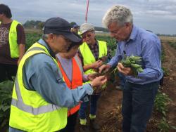 People inspecting roots and soil of plants on a Sydney farm