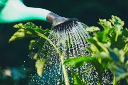 Watering can watering some plants