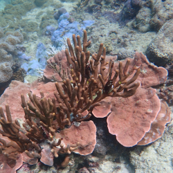 Coral