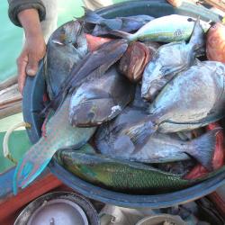 Fish in a basket