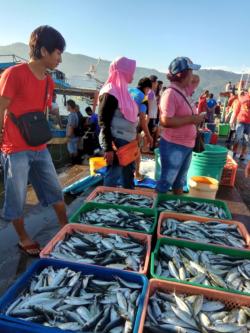 People with fish in crates