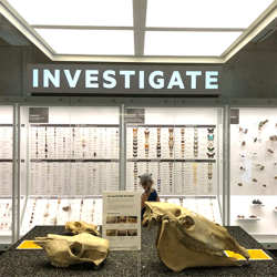 Museum room, illuminated sign saying Investigate