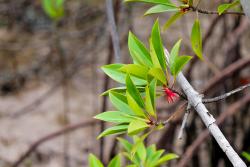 Mangrove flower blooming