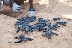 Turtles on a beach