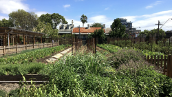 Pocket City Farms